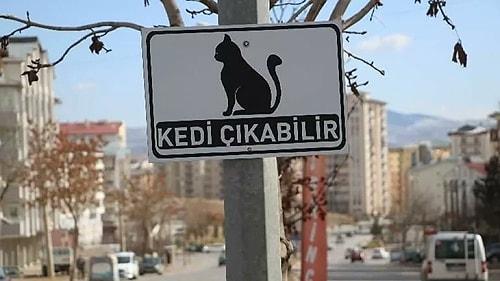 Bir Öğrenci Önerdi: Sivas Belediyesi'nden Şehre 'Kedi Çıkabilir' Uyarıları