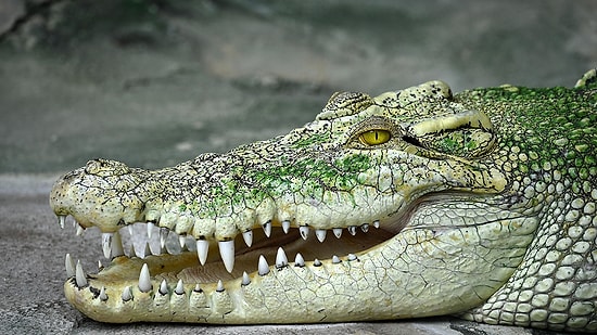 В Австралии в желудке 4 метрового крокодила были обнаружены человеческие останки