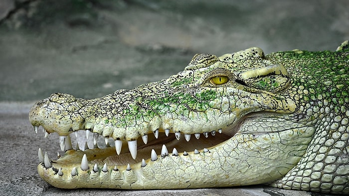 В Австралии в желудке 4 метрового крокодила были обнаружены человеческие останки