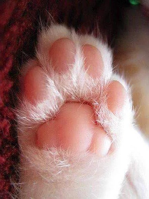 3. Bir kedinin patilerinin röntgeni😍