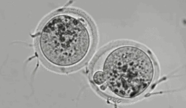 Her kadın hayatı boyunca ortalama 400 yumurta, her erkek 400 milyar sperm üretiyor.
