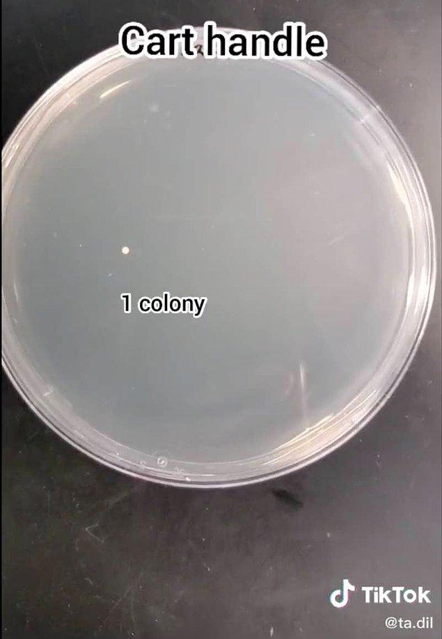 Alışveriş arabası: 1 bakteri kolonisi