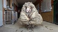 Bazı Şeyleri Kafada Bitirmiş Koyun Kombini: 5 Yıl Başıboş Gezdi, Üzerinden 35 Kilogram Yün Çıktı