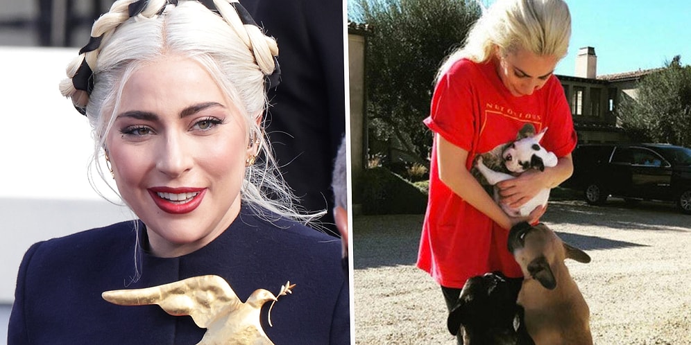 500 Bin Dolar Ödül Verecek: Lady Gaga'nın Köpekleri Çalındı