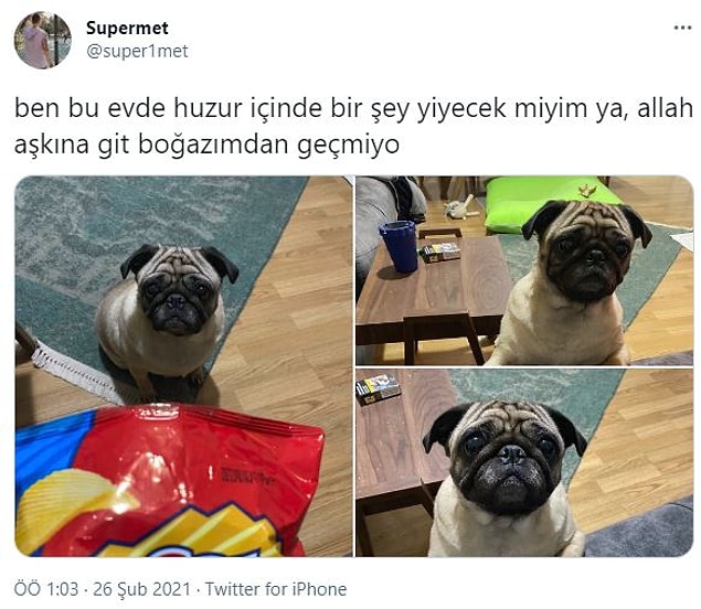 6. Ne yersek yiyelim vicdan azabı çekmemizi sağlayan köpekler...