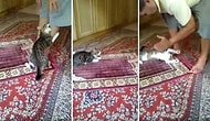 Namaz Kılan İnsan Dostunu Bir Türlü Rahat Bırakmayan Yavru Kedi