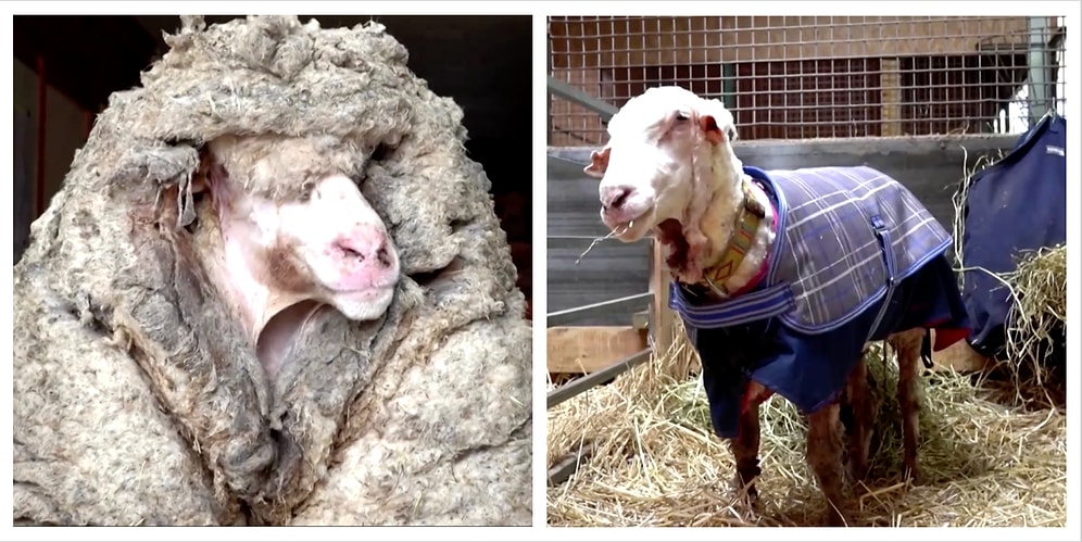 Гора с плеч: в Австралии спасли заблудившуюся в лесу овечку и состригли с нее 35 кг шерсти