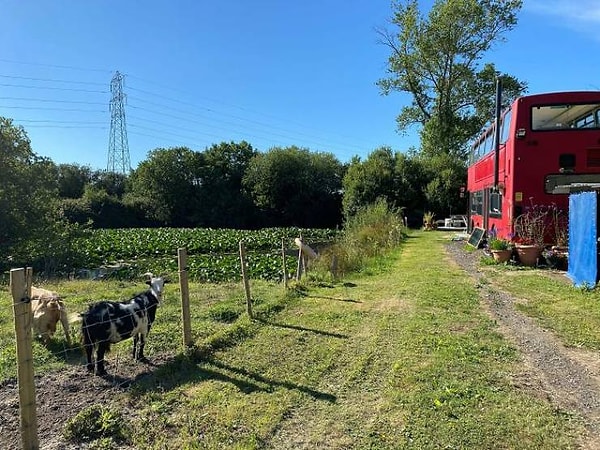 16. Чарли и Люк припарковали свой двухэтажный дом у пруда на участке земли отца Чарли и платят ему небольшую арендную плату. У пары также живут два козла - Монти и Дарвин.