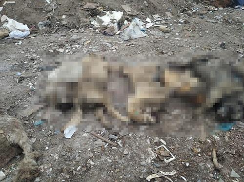 Ankara'da Molozların Arasında 20 Ölü Köpek Bulundu...