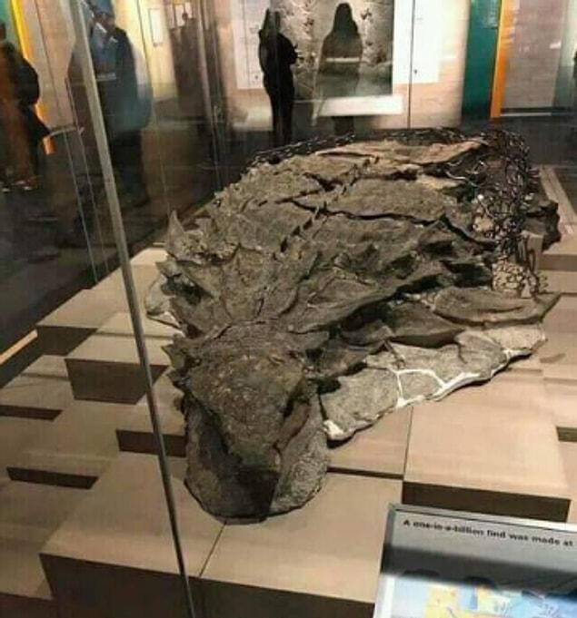 1. Kanada'da bulunmuş bu 112 milyon yaşındaki 'nodosaur' fosili, en iyi şekilde korunmayı başarmış fosildir ki derisinin üzerindeki desenler hala görülebilir durumdadır.