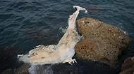 İskenderun Körfezi'ne 12 Metre Uzunluğunda Ölü Balina Yavrusu Vurdu
