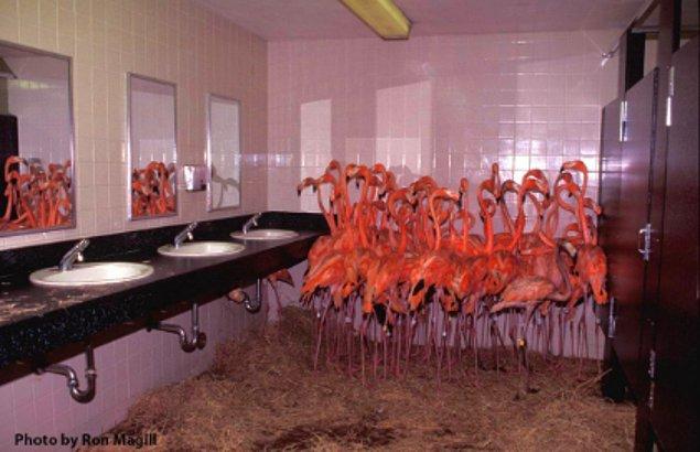 13. 1992'de Andrew Kasırgası sırasında, Miami Hayvanat Bahçesi'nin flamingoları korumak adına uyguladığı yaratıcı yöntemi onları erkekler tuvaletine koymaktı.