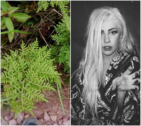 6. Bilim insanları bir eğrelti otuna Lady Gaga'nın ismini verdiler.