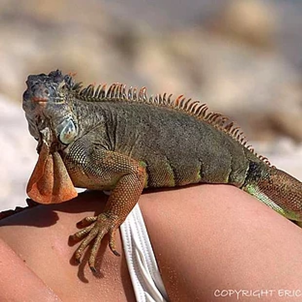 İguana