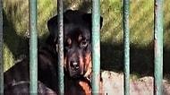 Çin Yine Bir Garip: Hayvanat Bahçesi, Ziyaretçilerine Kurt Diye Köpek Yutturmaya Kalktı