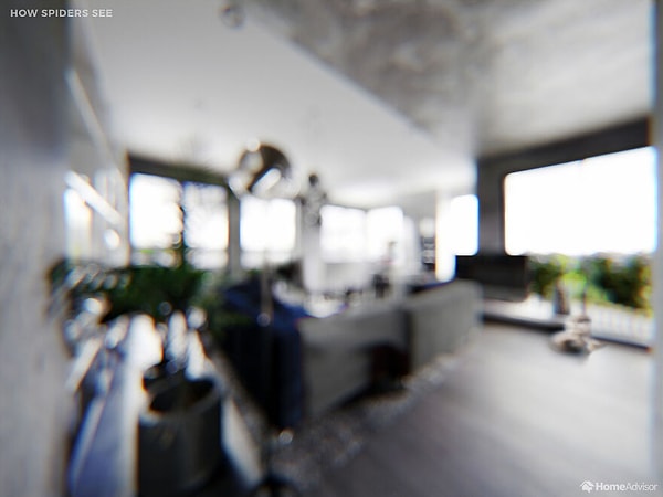 Как видят пауки