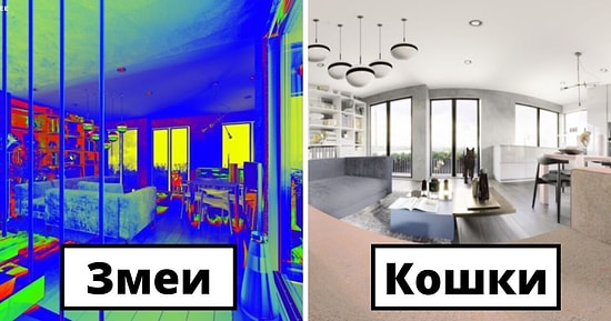 Проект Home Advisor решил показать, как 7 разных животных видят одну и ту же квартиру