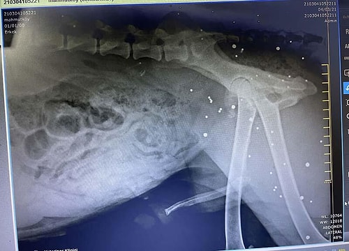 Hasta Diye Veterinere Götürülen Köpeğin Vücudunda Yüzlerce Saçma Bulundu