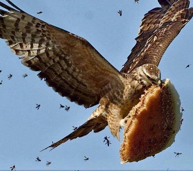 9. "Arı kovanı çalan bir arı şahini:"