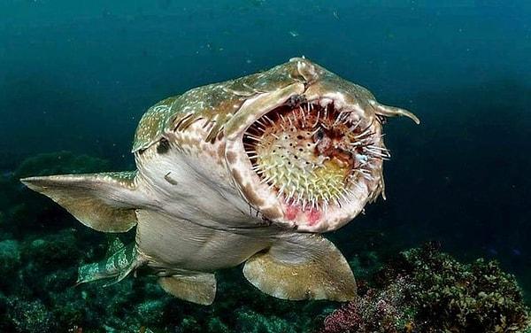 16. "Kirpi balığı yemeye çalışan halı köpek balığı:"