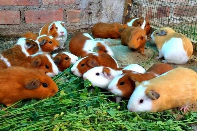 10. Peru'da Ginepigler geleneksel yemekleri için kullanılır.