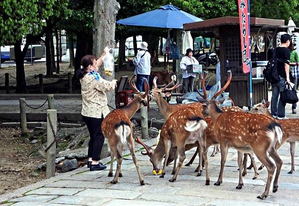 3. Japonya Nara'da bulunan vahşi geyikler insanlarla o kadar kaynaşmış durumda ki şehrin içinde gezip, ikram karşılığında insanlara reverans bile yapıyorlar.