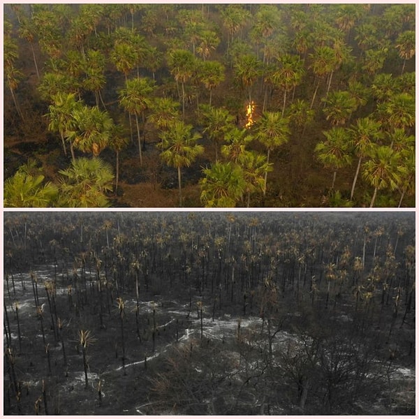 4. Yangınlar nedeniyle bitki örtüsü de yok oluyor. Bolivya'da bulunan ve korunan bu alanda bile geri dönüşü olmayan hasarlar oluşmuş.
