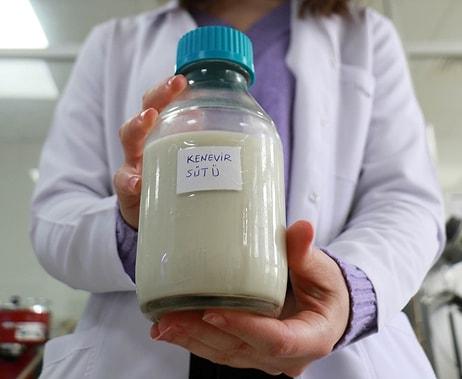 Laktoz İntoleransı Olanlar ve Veganlar Özel: Kenevir Tohumundan Süt Üretildi