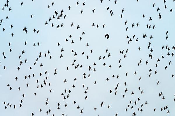 2. Oysa onun içinde yüzlerce özgür kuş vardır.