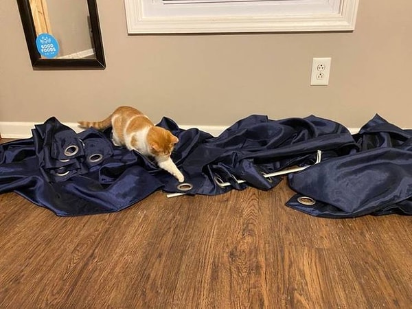 15. "Этот засранец сорвал занавески прямо на моих глазах. Вот что происходит, когда коту не достает вашей заботы и ласки".