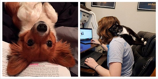 20 братьев наших меньших, которые очень настойчиво требуют любви