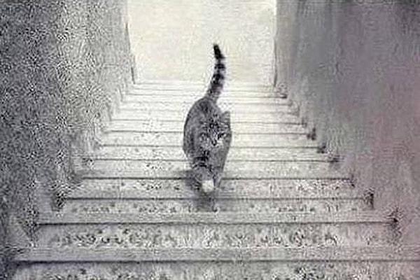4. Kedi merdivenlerden iniyor mu yoksa merdivenleri çıkıyor mu?