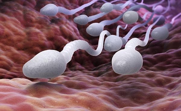6. Sperm birçok besinden çok daha besleyici!