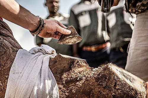 2020 Dünya Doğa Fotoğrafçılığı Ödülleri Sahiplerini Buldu