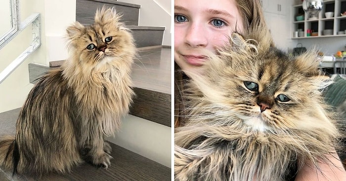 20 фото персидского кота, который всегда выглядит так, будто еще не выпил свой утренний кофе