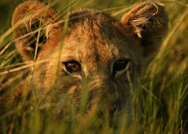 22. The Last Lions (2011)