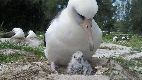 10. Bilge isimli bu 70 yaşındaki dünyanın bilinen en yaşlı yabani Albatros kuşu kısa bir süre önce yeniden yavruladı.