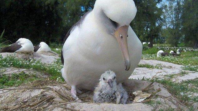 10. Bilge isimli bu 70 yaşındaki dünyanın bilinen en yaşlı yabani Albatros kuşu kısa bir süre önce yeniden yavruladı.