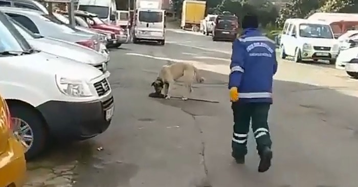 Temizlik Görevlisi, Süpürgesini Kaçıran Sokak Köpeğini ‘O Bana Zimmetli’ Diyerek Kovaladı