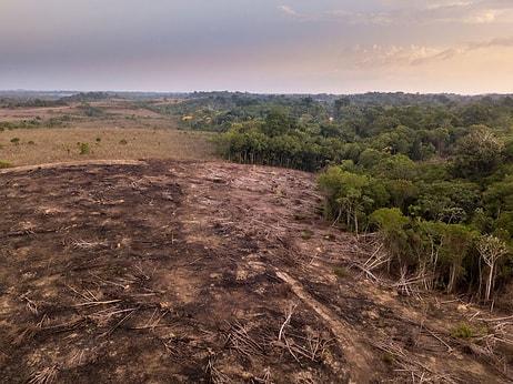 Amazon Ormanlarının Çevreye Zararı, Faydasını Geçti