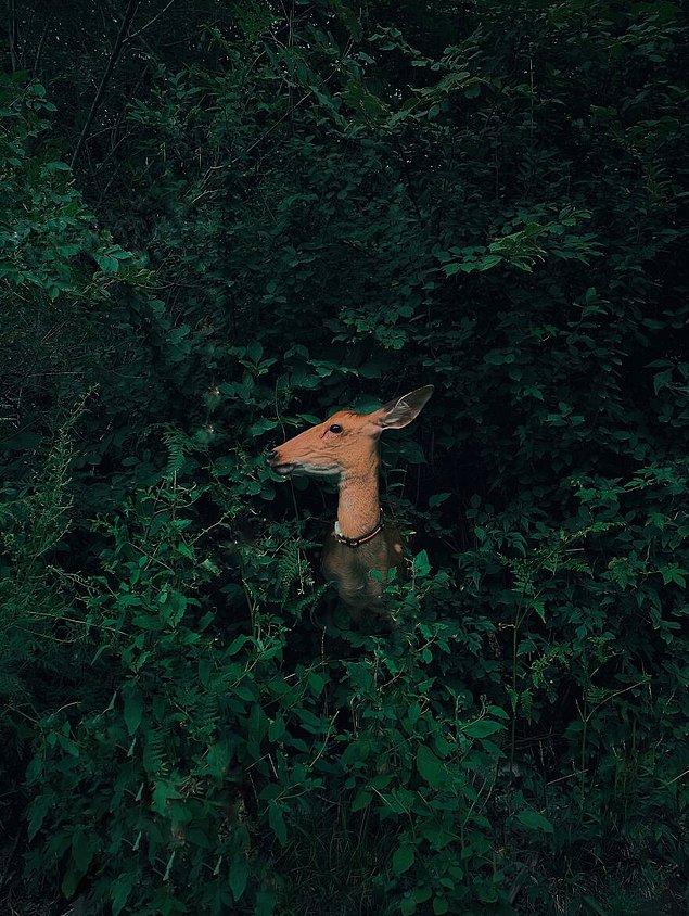 19. Doğa ve Vahşi Yaşam Kategorisi Birinciliği: "Ormanda Saklanan Geyik" fotoğrafıyla Jian Cui