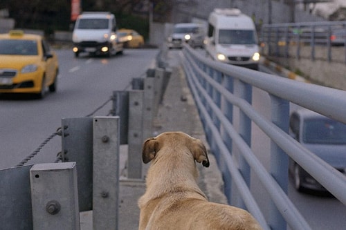 İstanbul'un Köpeklerini Anlatan Belgesel Stray, ABD'de İzleyicilerle Buluşacak