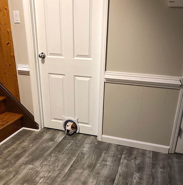 20. Заглядывая в кошачью нору