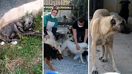 Ölmek Üzereyken Bulunan 'Simon', Bir Grup Hayvansever Sayesinde Yaşama Tutundu