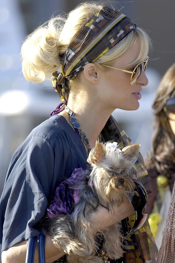 7. Маленькие собачки, которых начали заводить ради моды