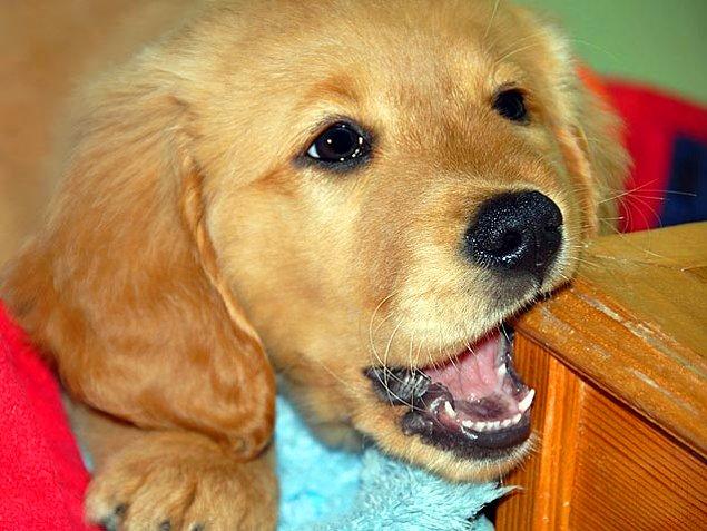 1. Evinize yavru bir köpek aldıysanız, eşyalarınızın, mobilyalarınızın kemirilmesi çok olası. Neden mi? Çünkü bu minik yavrunun dişleri kaşınıyor da ondan!