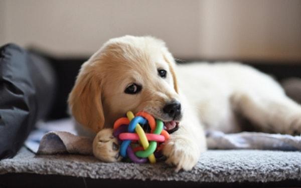9. Köpeğiniz bir oyuncağı severse onunla saatlerce oynayabilir unutmayın.