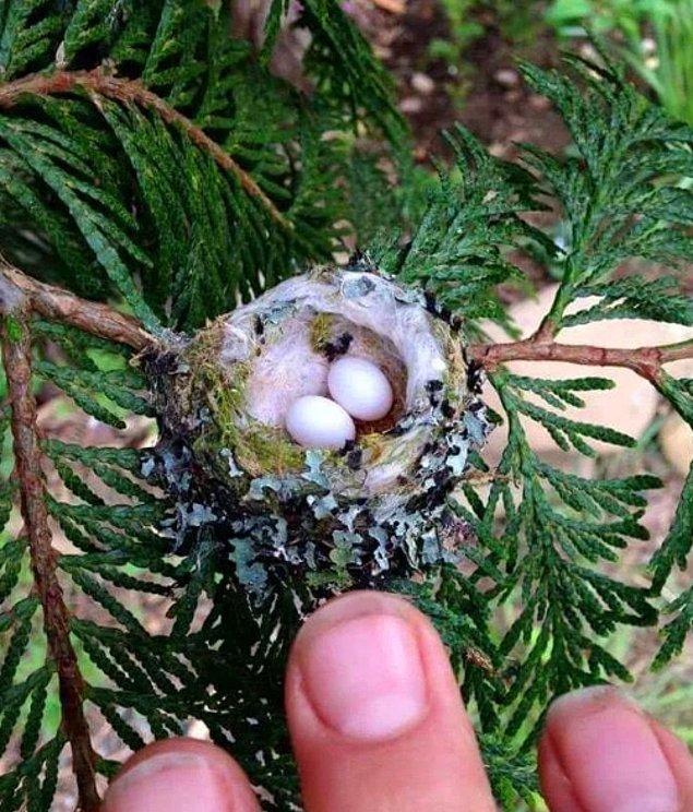 8. Sinek kuşlarının yumurtaları çok küçüktür.