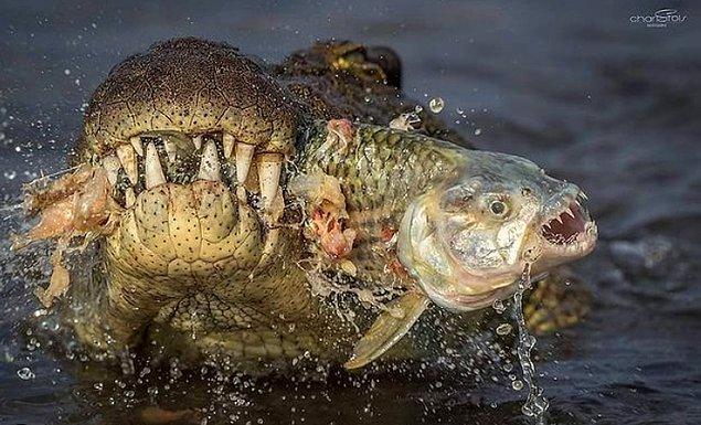4. Kaplan balığı parçalayan bir Nil timsahı: