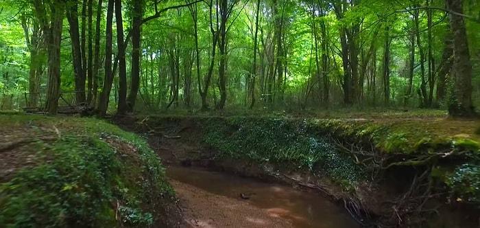 Hem Doğa Harikası Hem Önemli Bir Oksijen Kaynağı: Yeşilin Her Tonunun Buluştuğu Türkiye’deki Longoz Ormanları